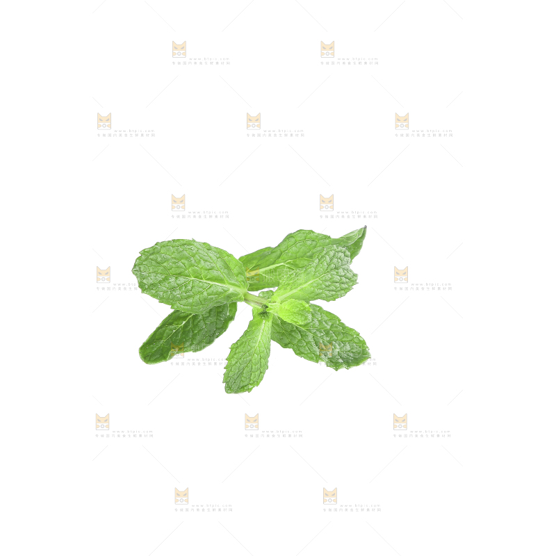 白底上的新鲜薄荷