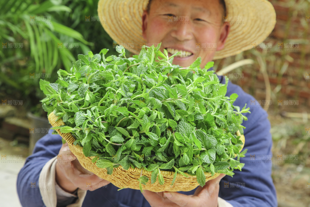 手里拿着新鲜薄荷