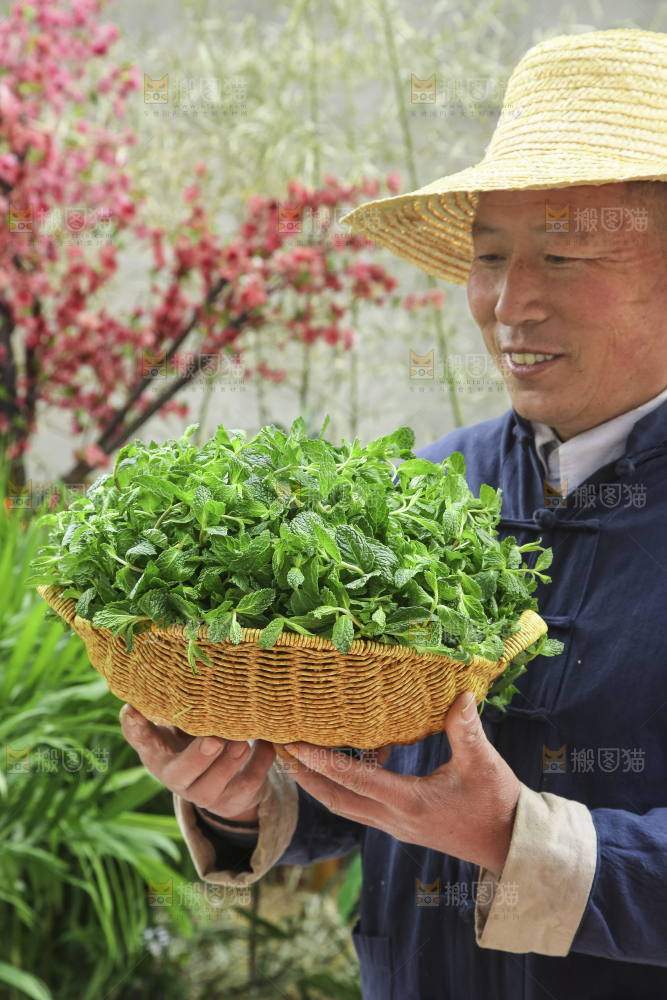 手里拿着新鲜薄荷