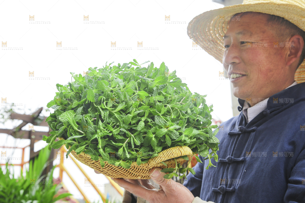 手里拿着新鲜薄荷