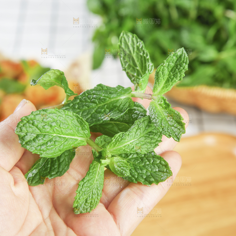 浅底上的新鲜薄荷