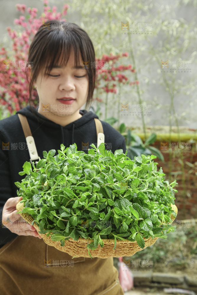 手里拿着新鲜薄荷