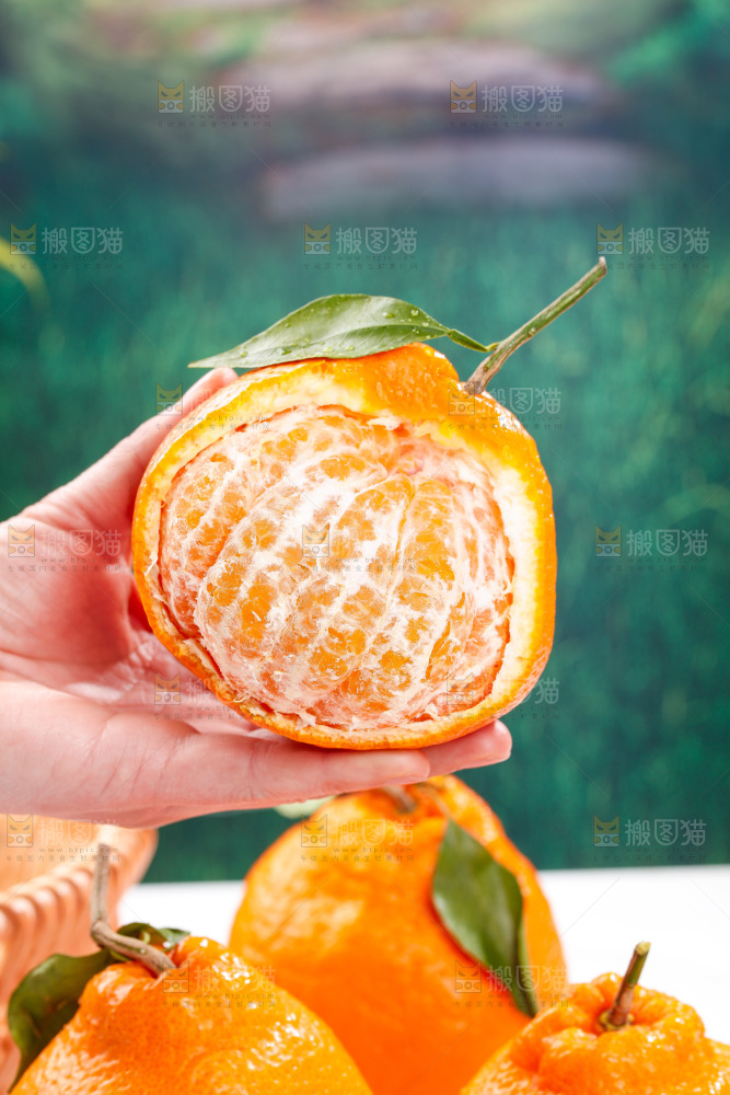 浅底上的春见耙耙柑