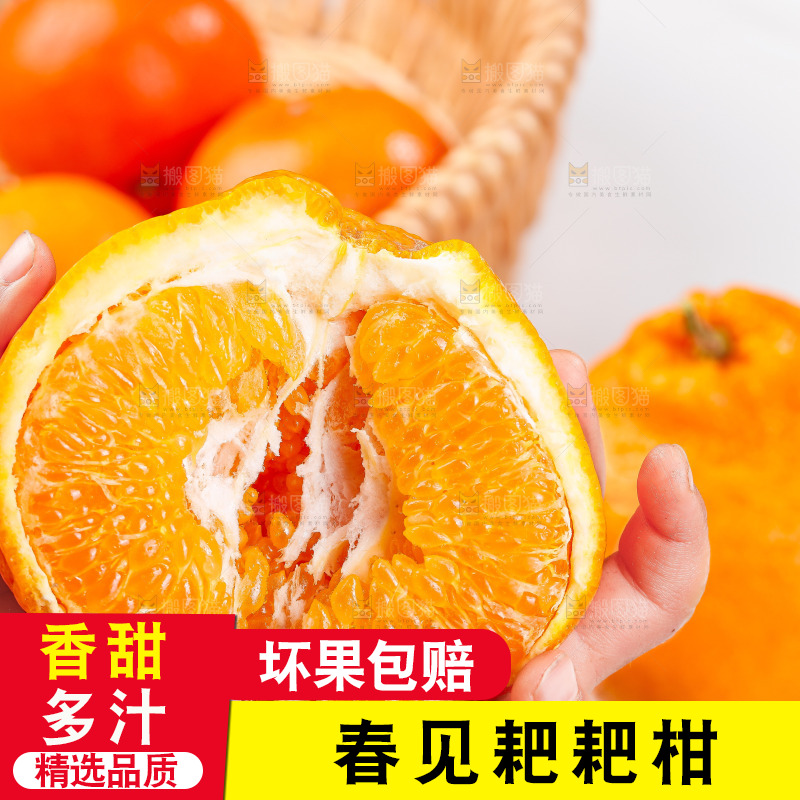 浅底上的春见耙耙柑