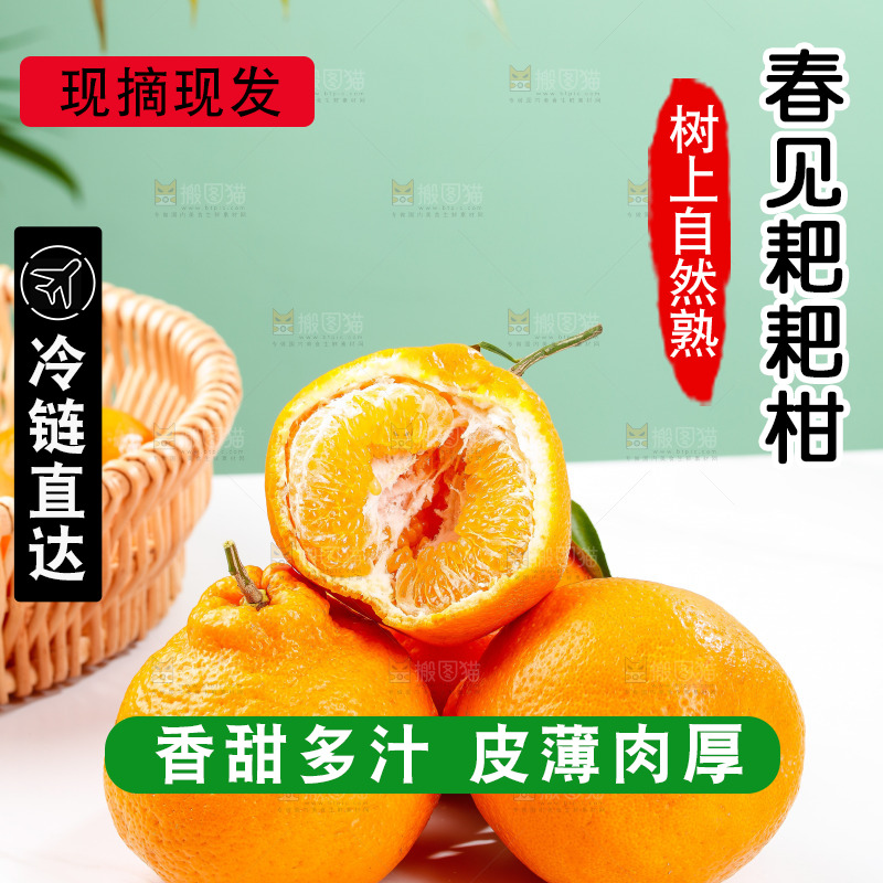 浅底上的春见耙耙柑