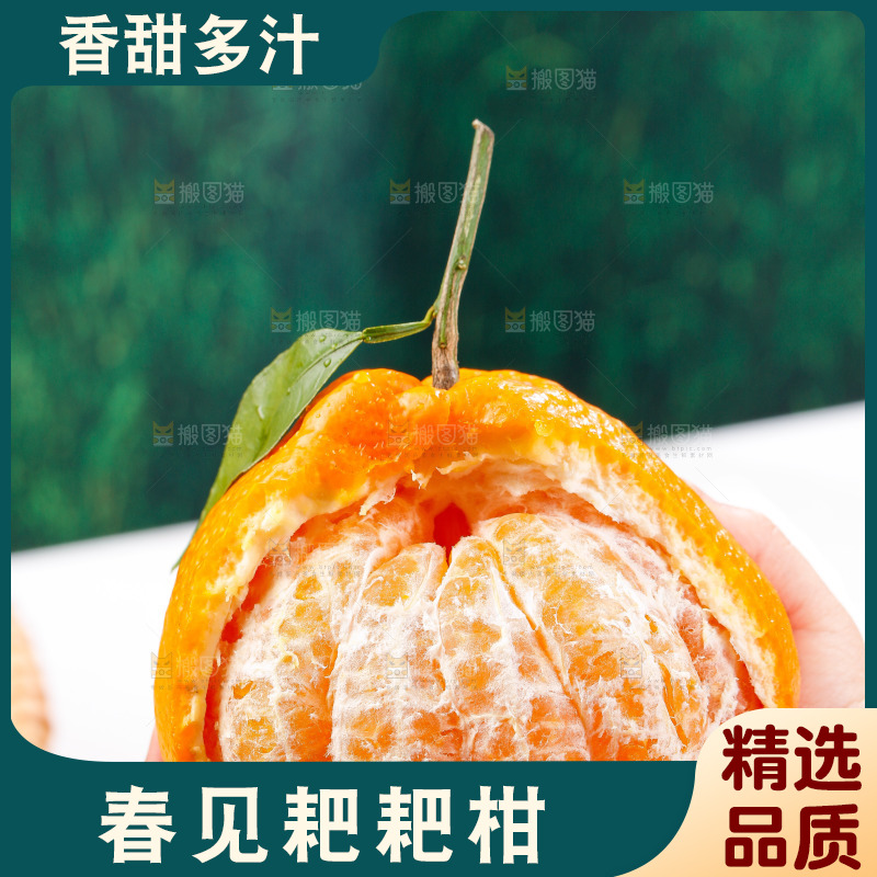 浅底上的春见耙耙柑