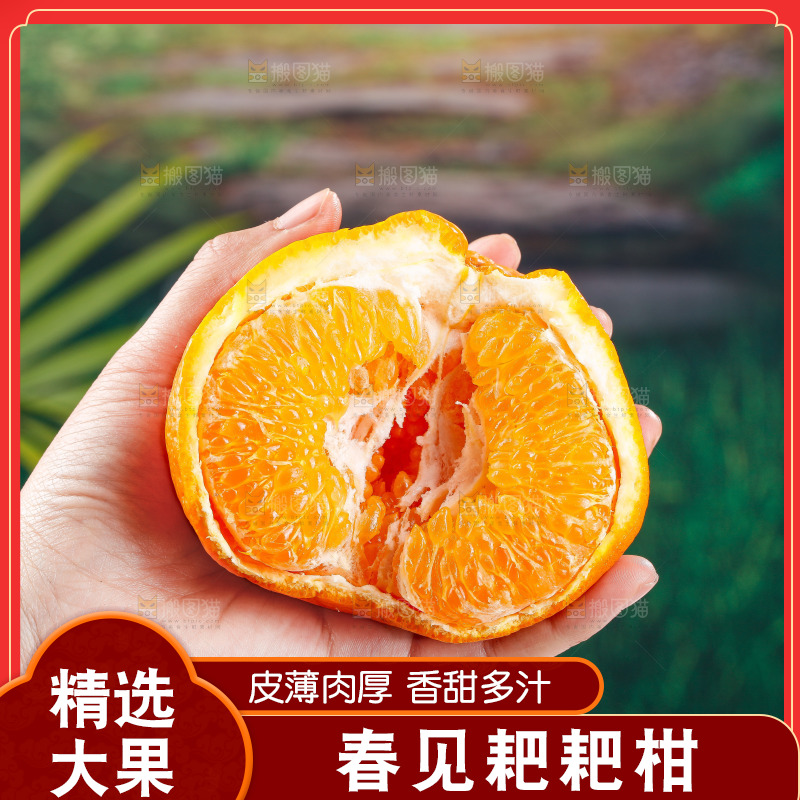 浅底上的春见耙耙柑
