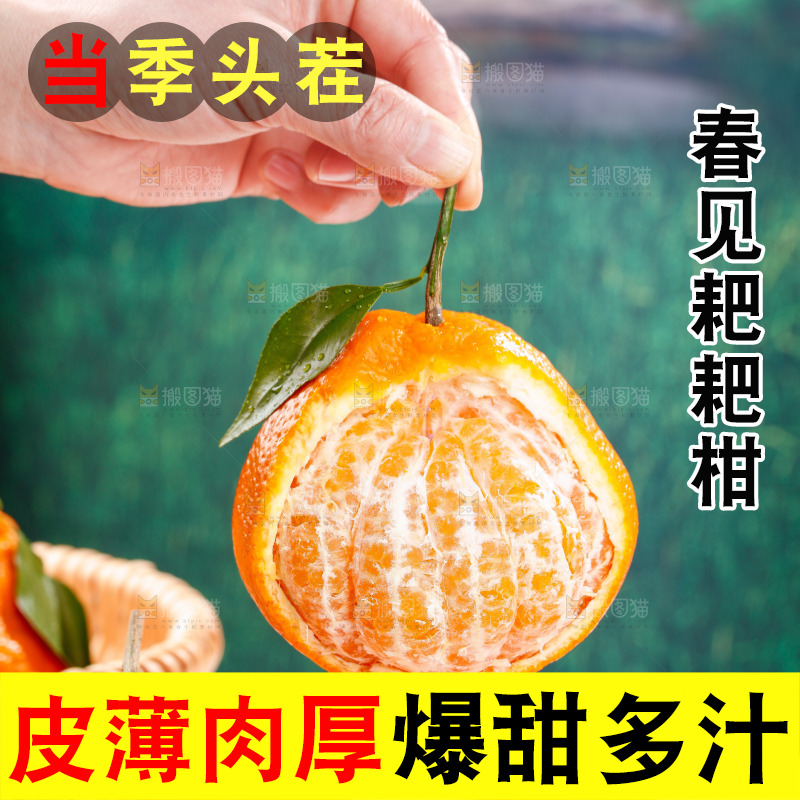 浅底上的春见耙耙柑