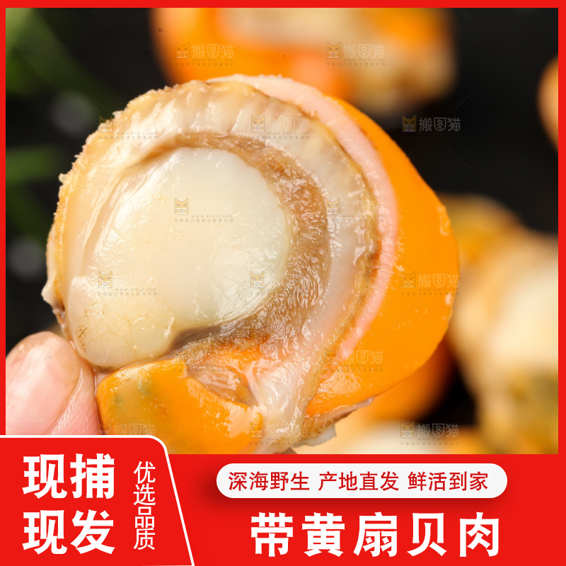 深底上的带黄扇贝肉
