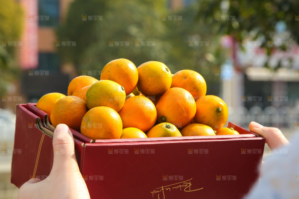 手里拿着脆蜜金柑