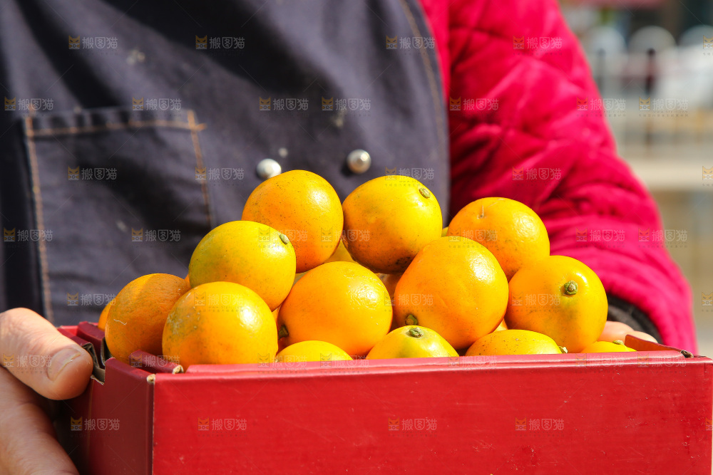 手里拿着脆蜜金柑