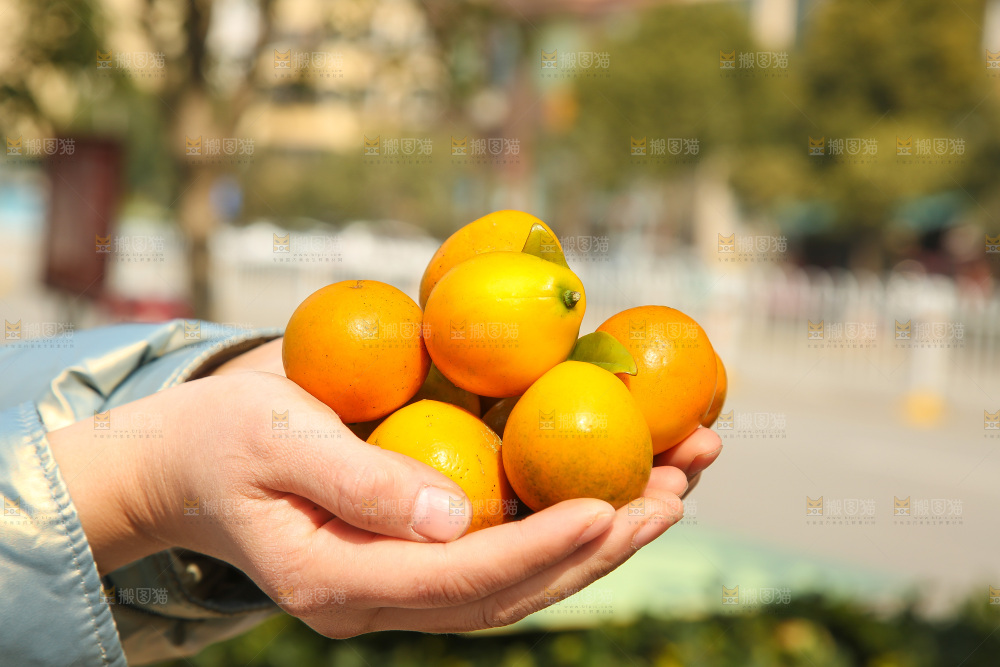 木底上的脆蜜金柑