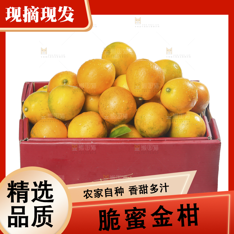 白底上的金柑