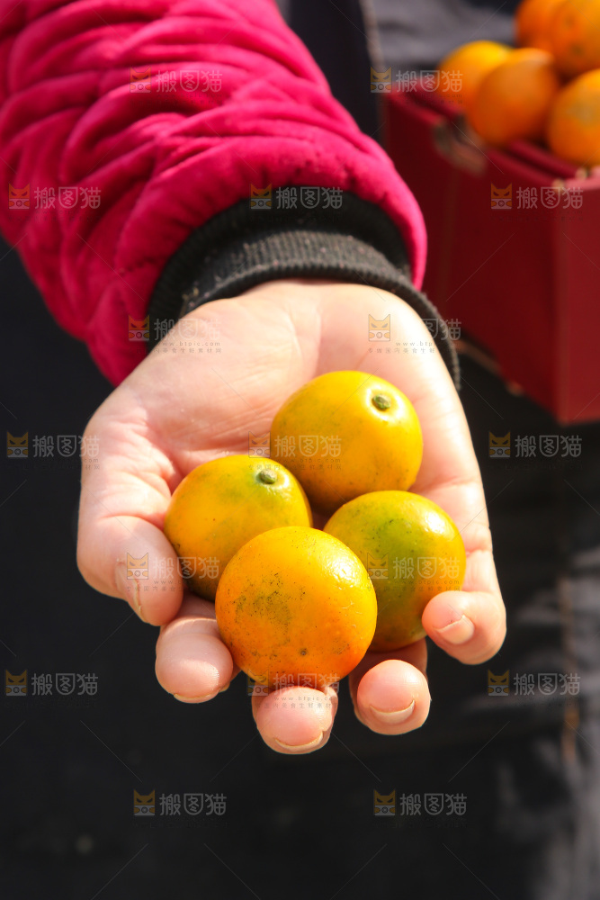 手里拿着脆蜜金柑