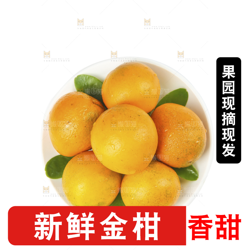 白底上的金柑