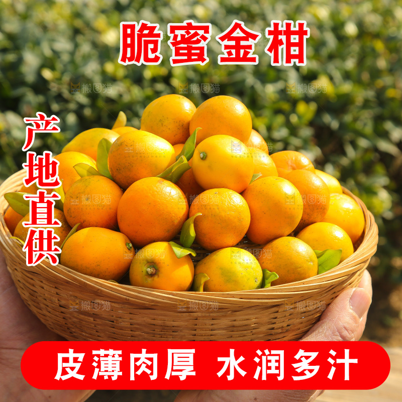 手里拿着脆蜜金柑