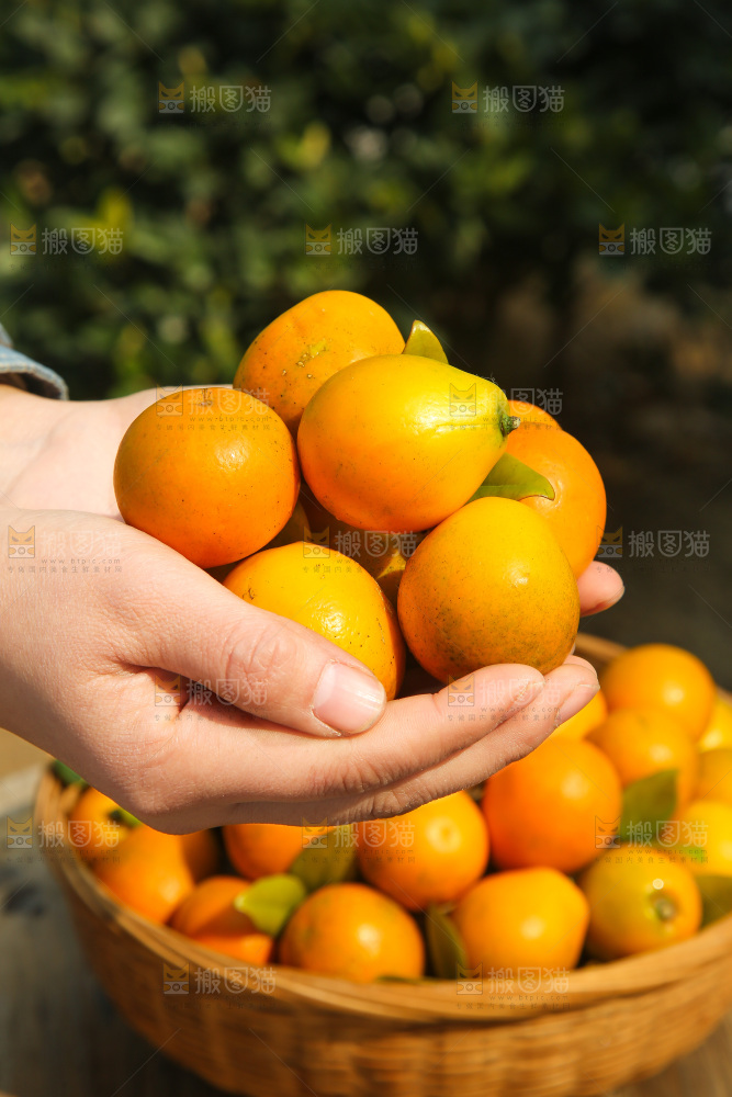 木底上的脆蜜金柑