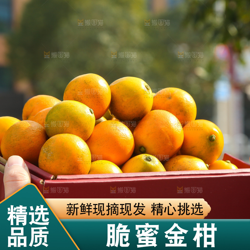 手里拿着脆蜜金柑
