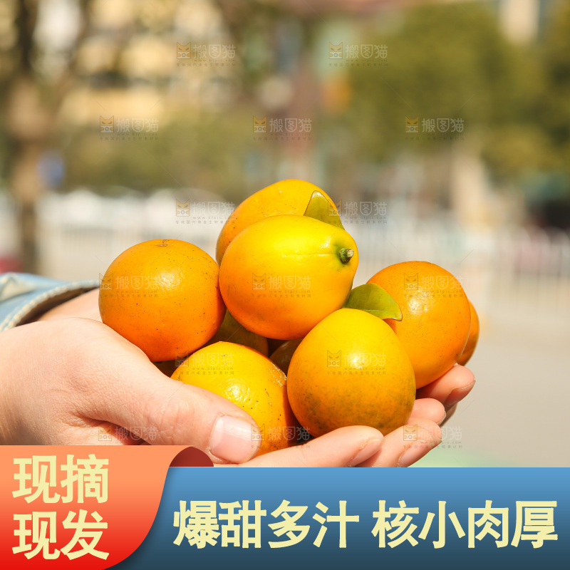 木底上的脆蜜金柑