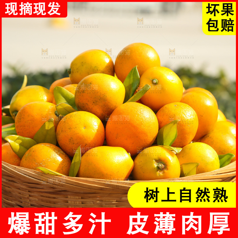 手里拿着脆蜜金柑