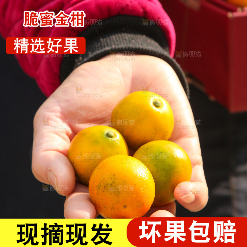 手里拿着脆蜜金柑