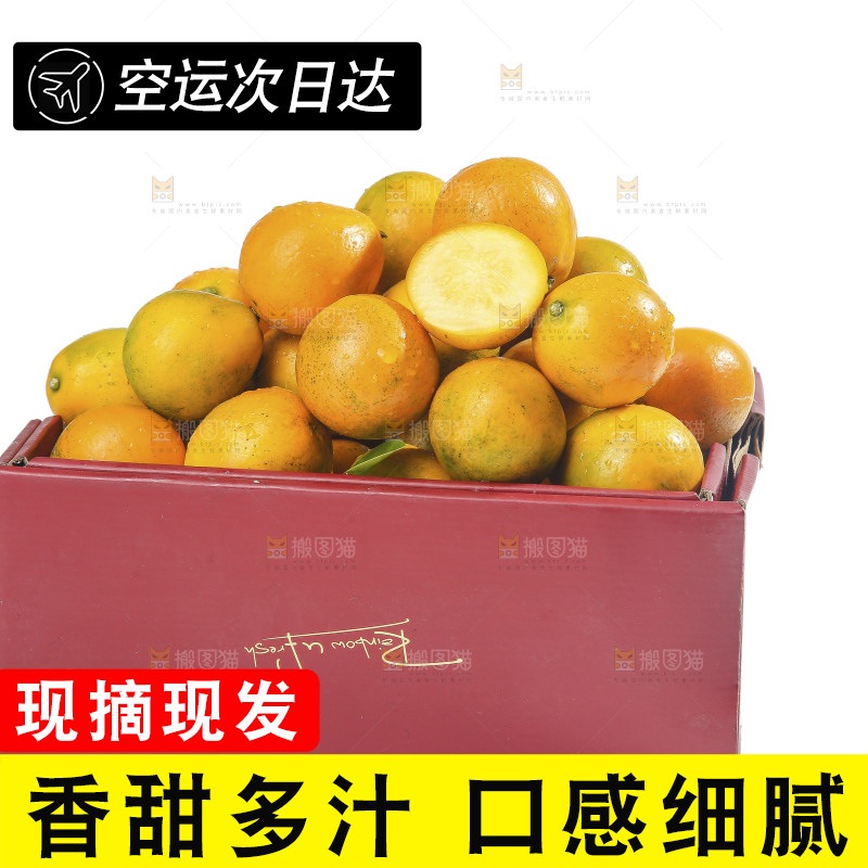白底上的金柑