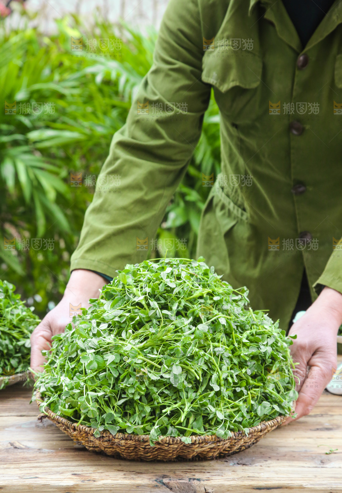 手里拿着苜蓿菜
