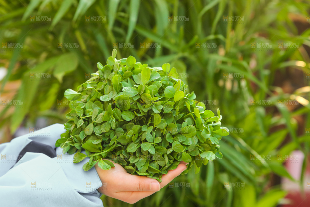 手里拿着苜蓿菜
