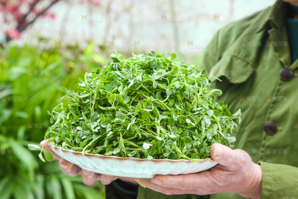 手里拿着苜蓿菜