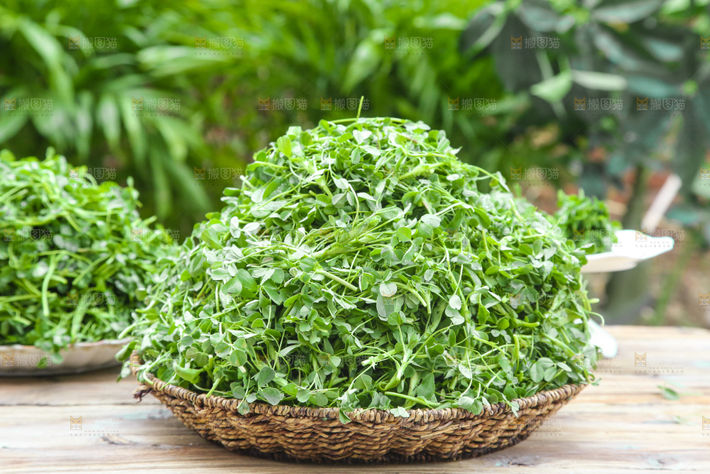 手里拿着苜蓿菜