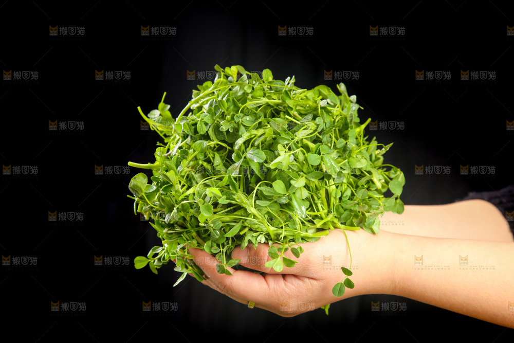 深底上的苜蓿菜