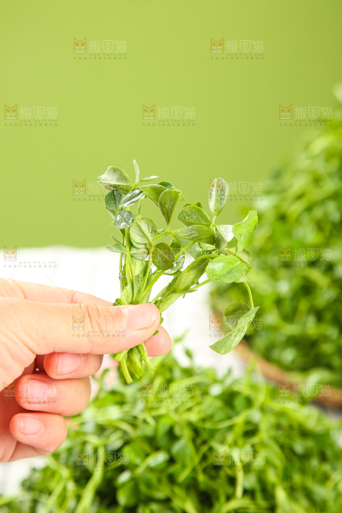 浅底上的苜蓿菜