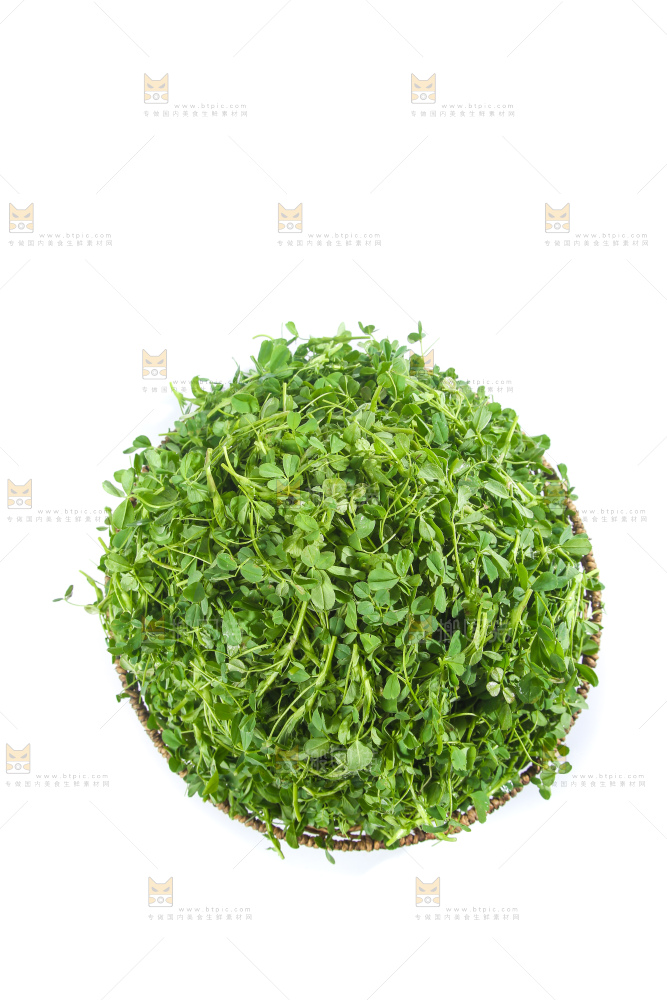 白底上的苜蓿菜