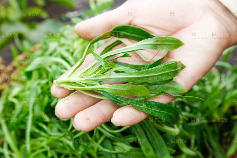 手里拿着面条菜