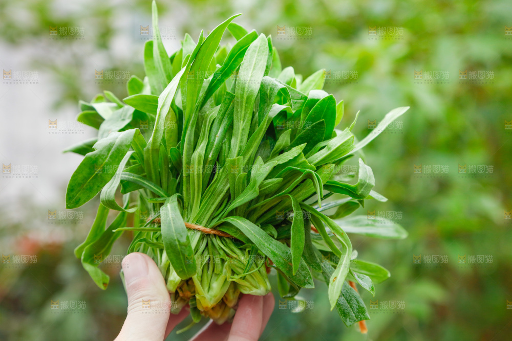 手里拿着面条菜