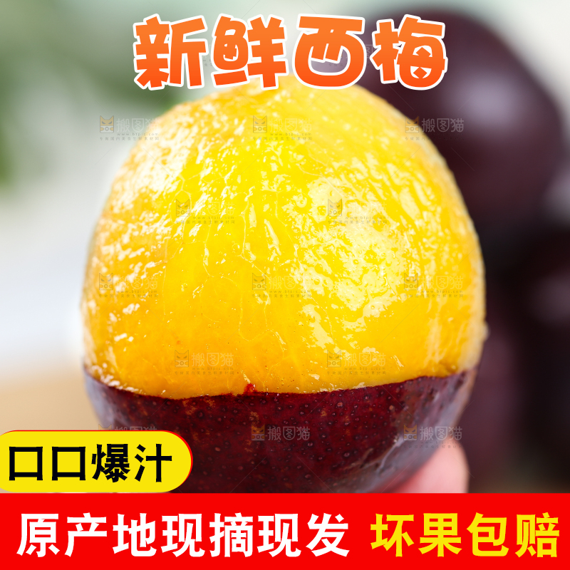 浅底上的澳洲西梅