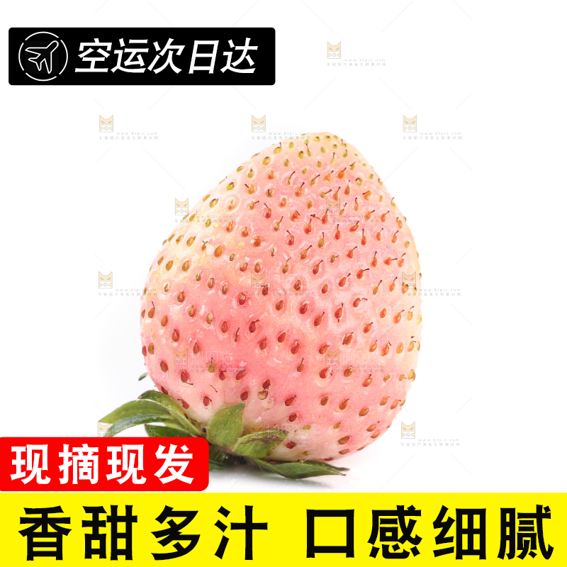 白底上的淡雪草莓