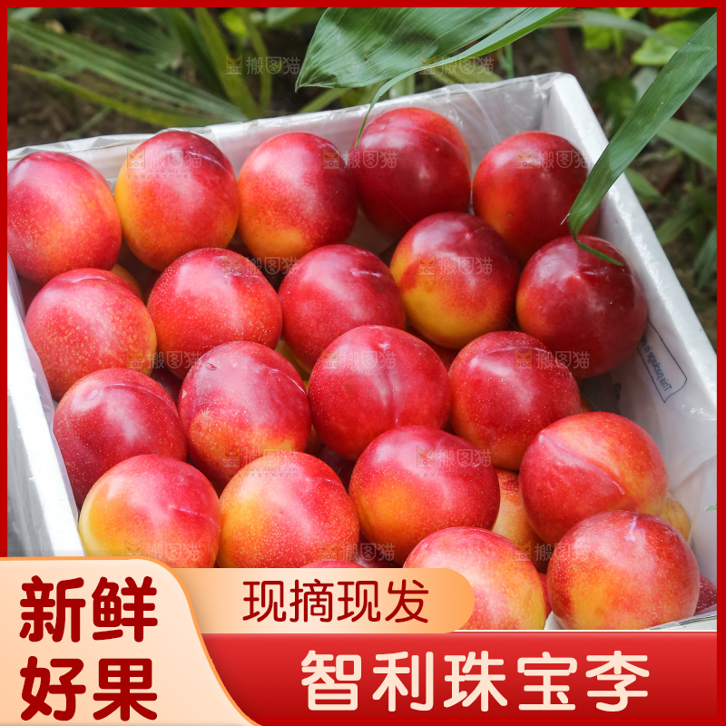 手里拿着珠宝李