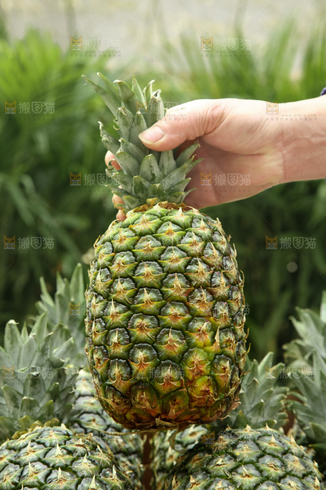 手里拿着新鲜凤梨