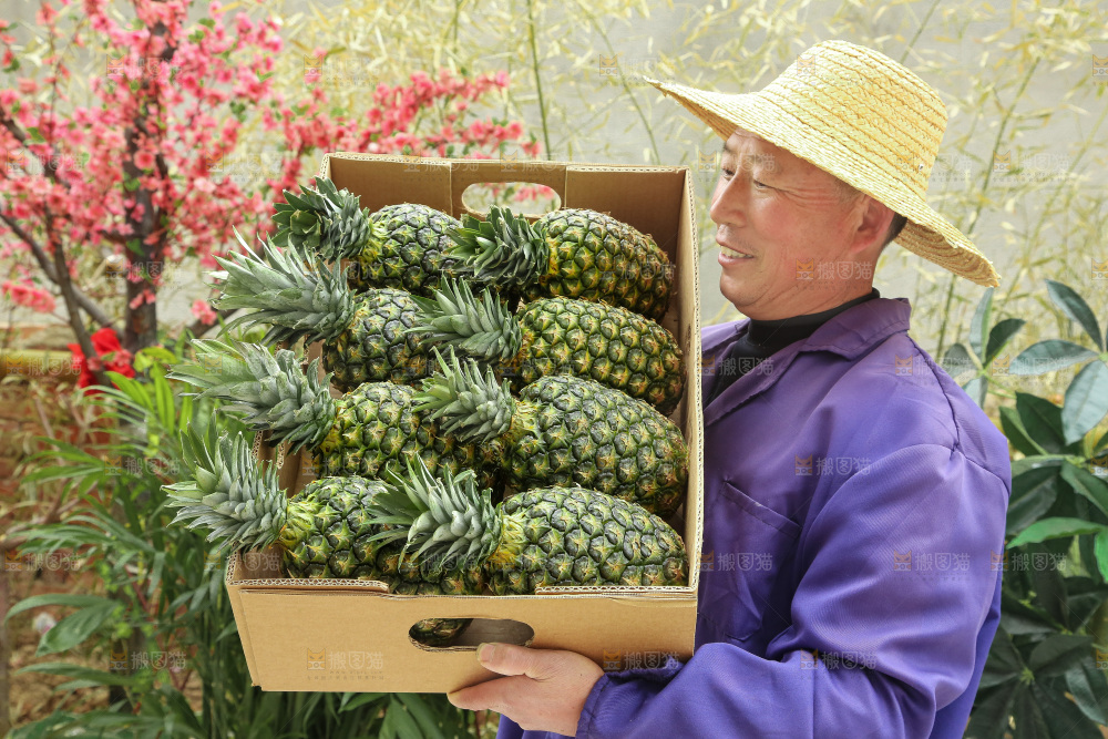 手里拿着新鲜凤梨