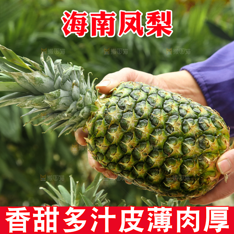 手里拿着新鲜凤梨