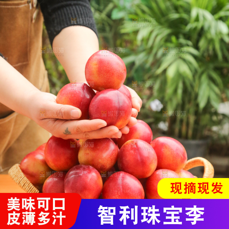 木底上的珠宝李