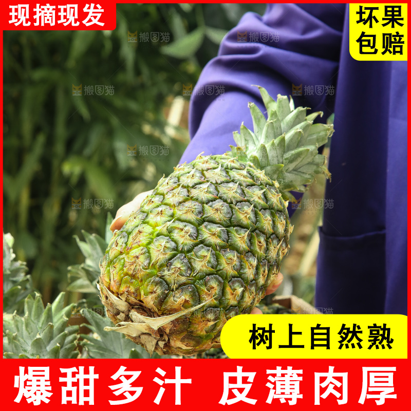 手里拿着新鲜凤梨