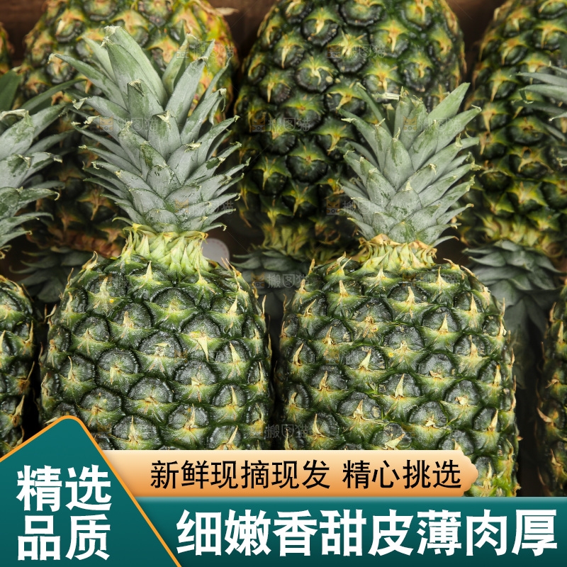 白底上的新鲜凤梨