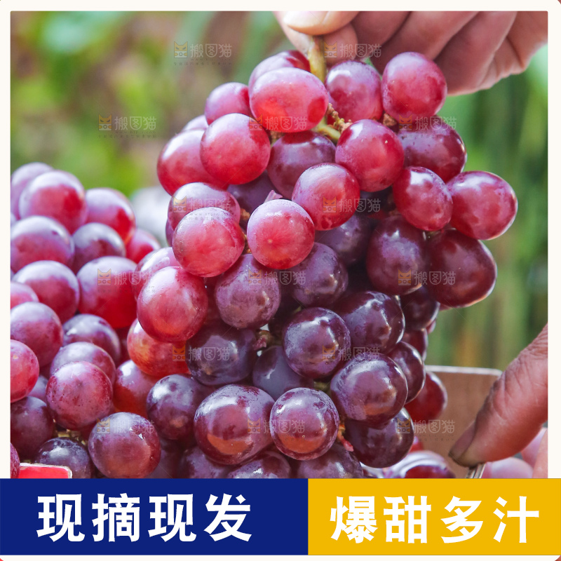 手里拿着新鲜葡萄
