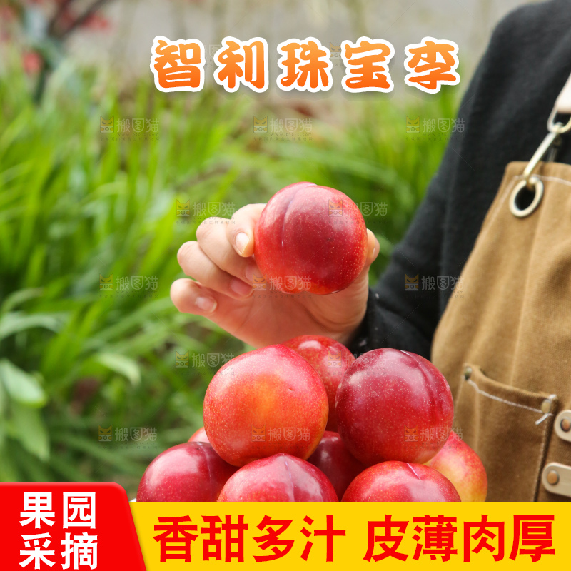 手里拿着珠宝李