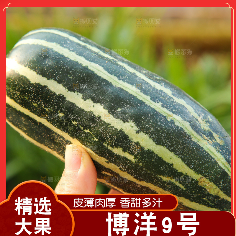 手里拿着博洋9号
