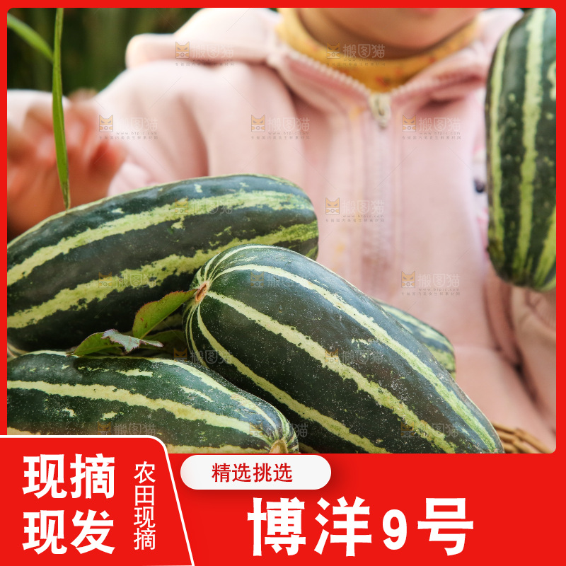 手里拿着博洋9号