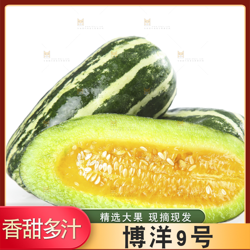 白底上的博洋9号