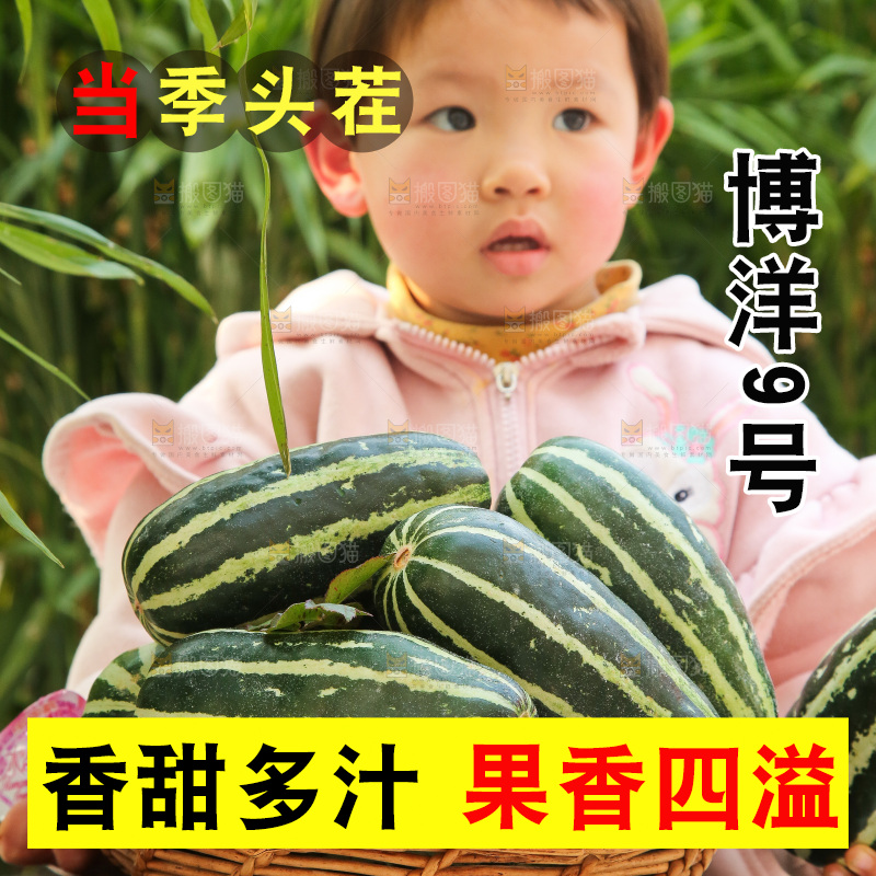 手里拿着博洋9号